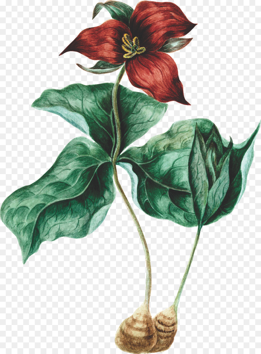 Ilustrasi Botani，Tanaman PNG