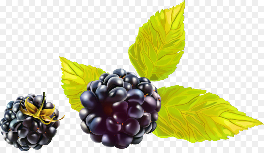 Blackberry，Beri PNG