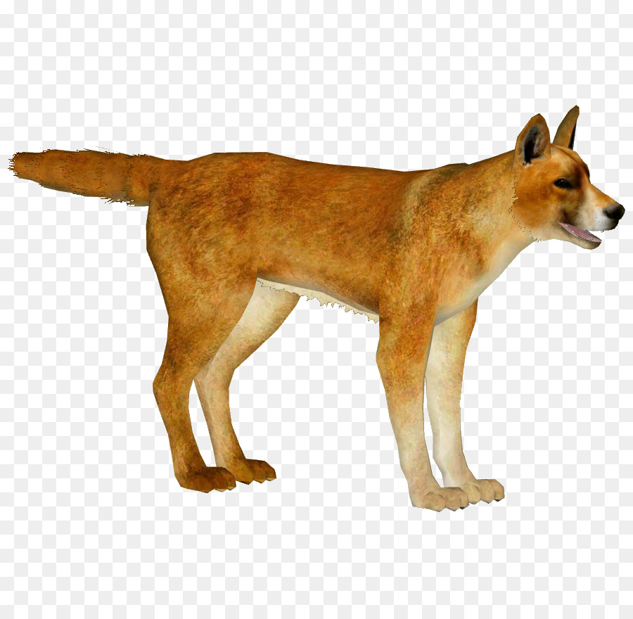 Dingo，Anjing PNG