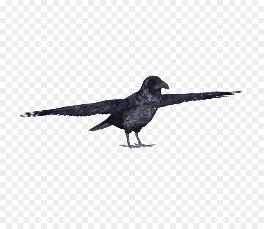 Burung Gagak，Hitam PNG