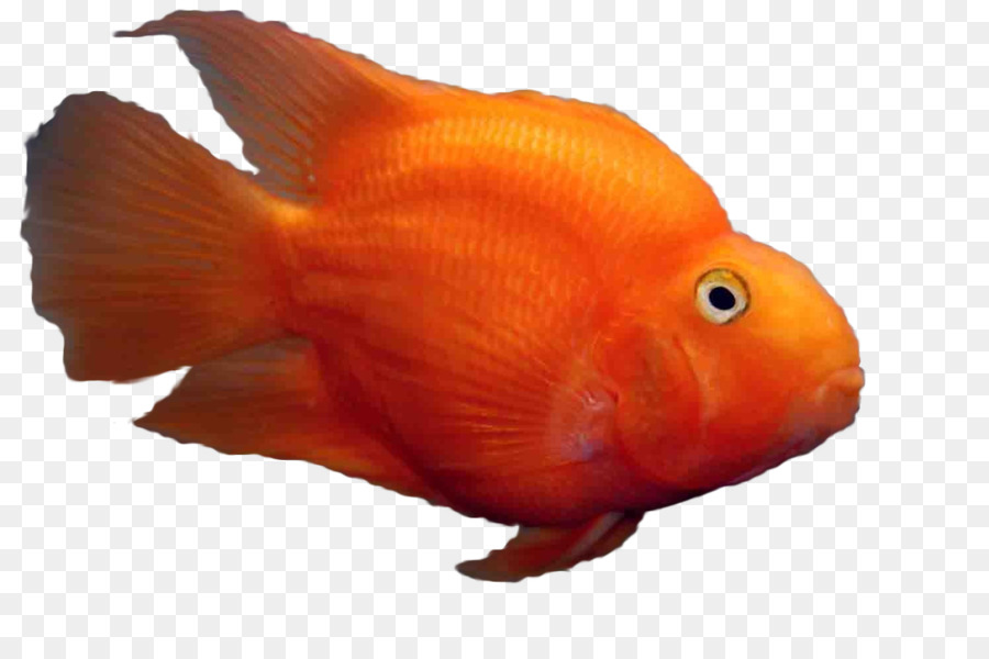 Ikan Mas，Cichlid PNG