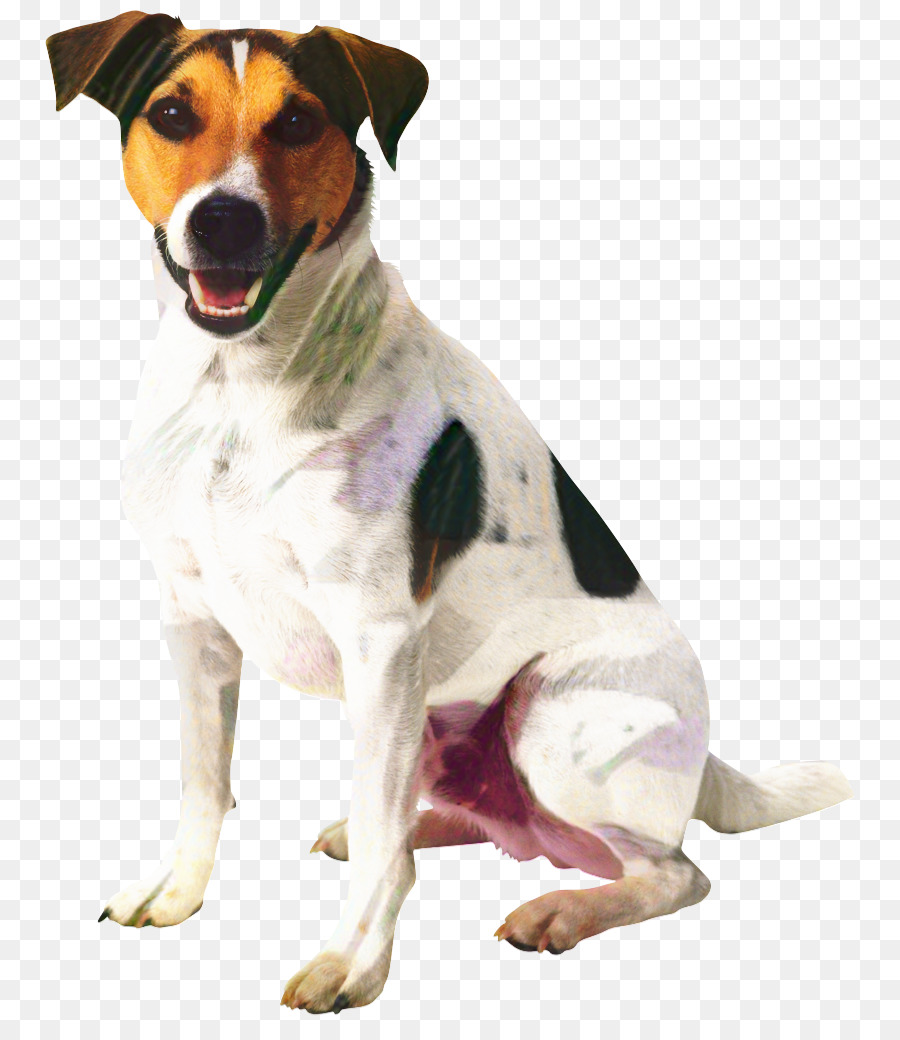 Anjing，Peliharaan PNG