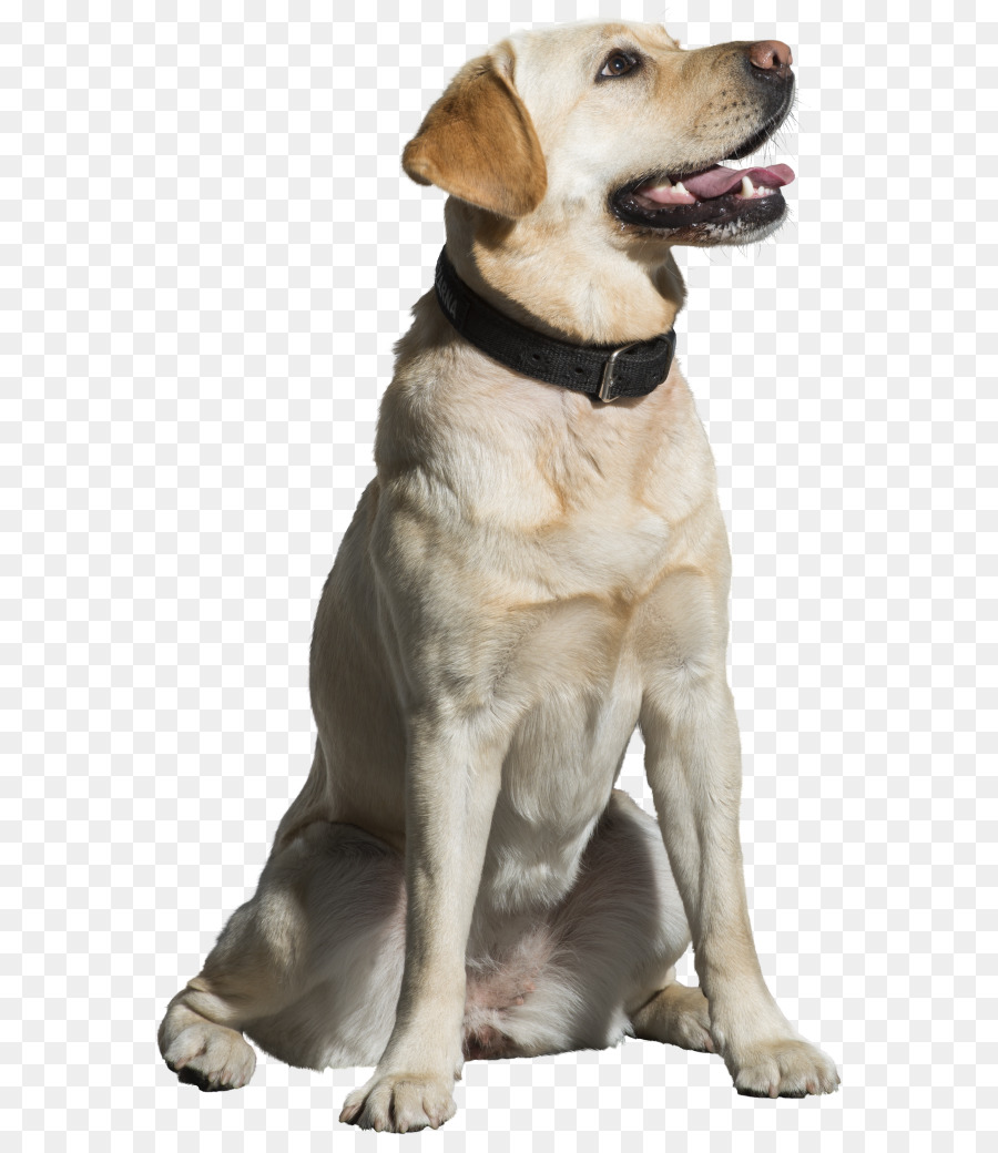 Labrador Retriever，Retriever PNG