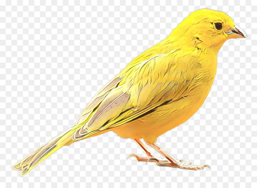 Burung Kuning，Penerbangan PNG