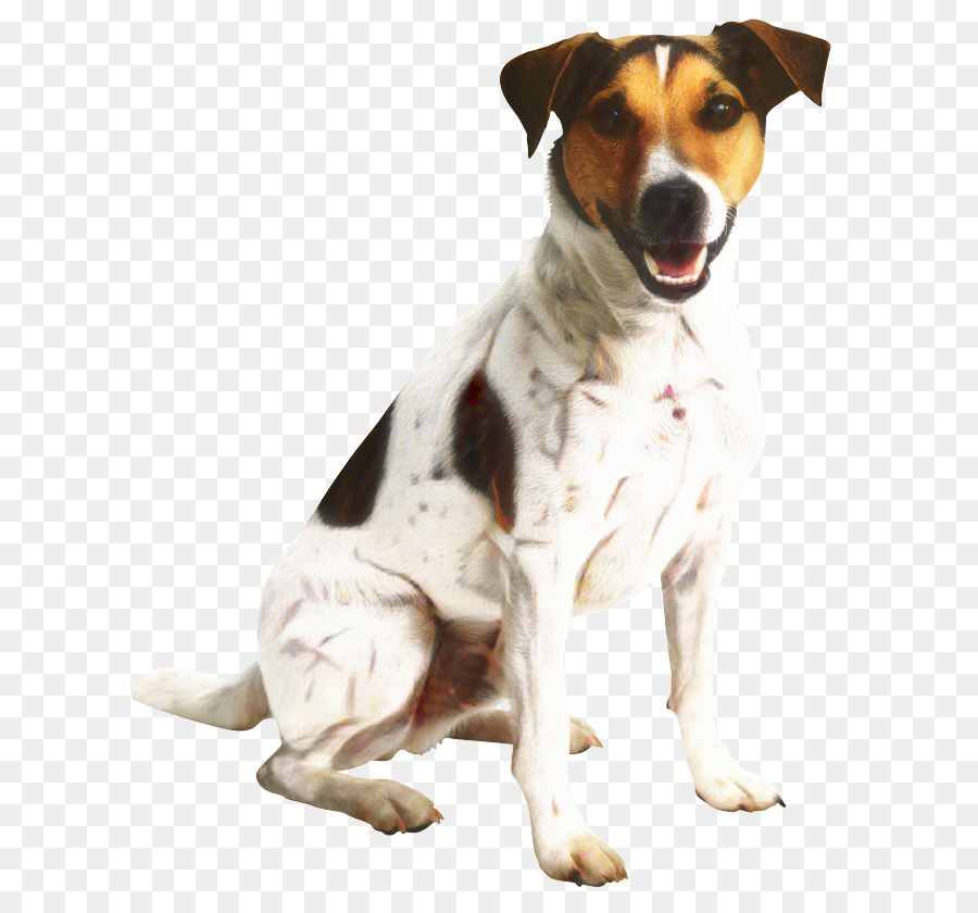 Anjing，Peliharaan PNG