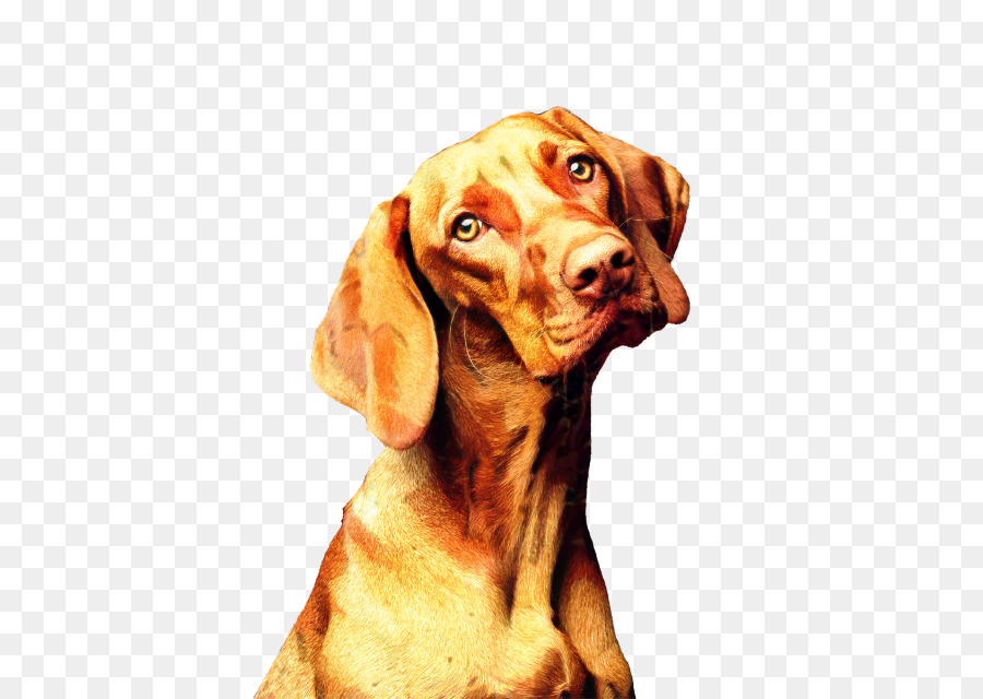 Vizsla，Universitas Srinakharinwirot PNG