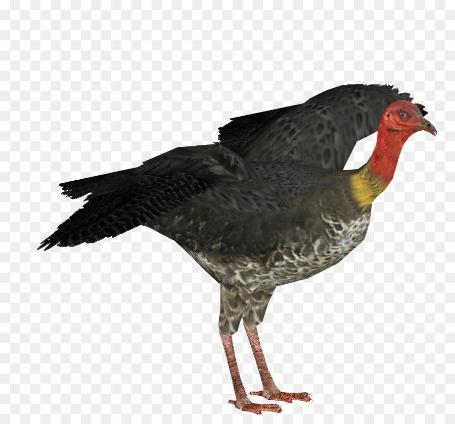 Ayam，Desktop Wallpaper PNG