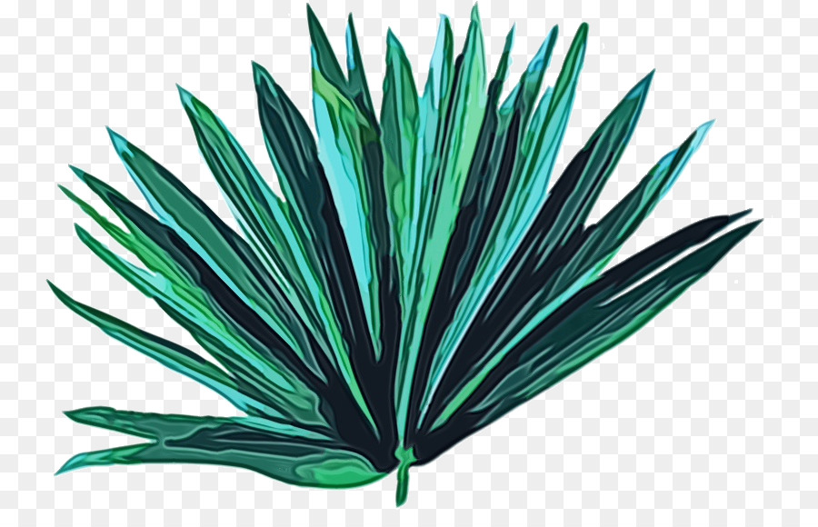 Tanaman Agave，Lezat PNG