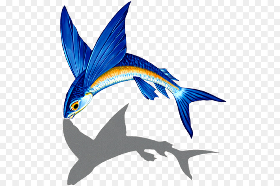 Ikan Tropis，Ikan PNG