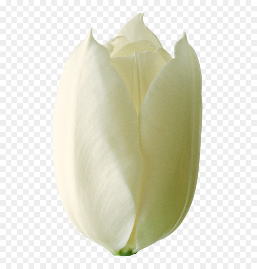 Arum Lili，Tulip PNG