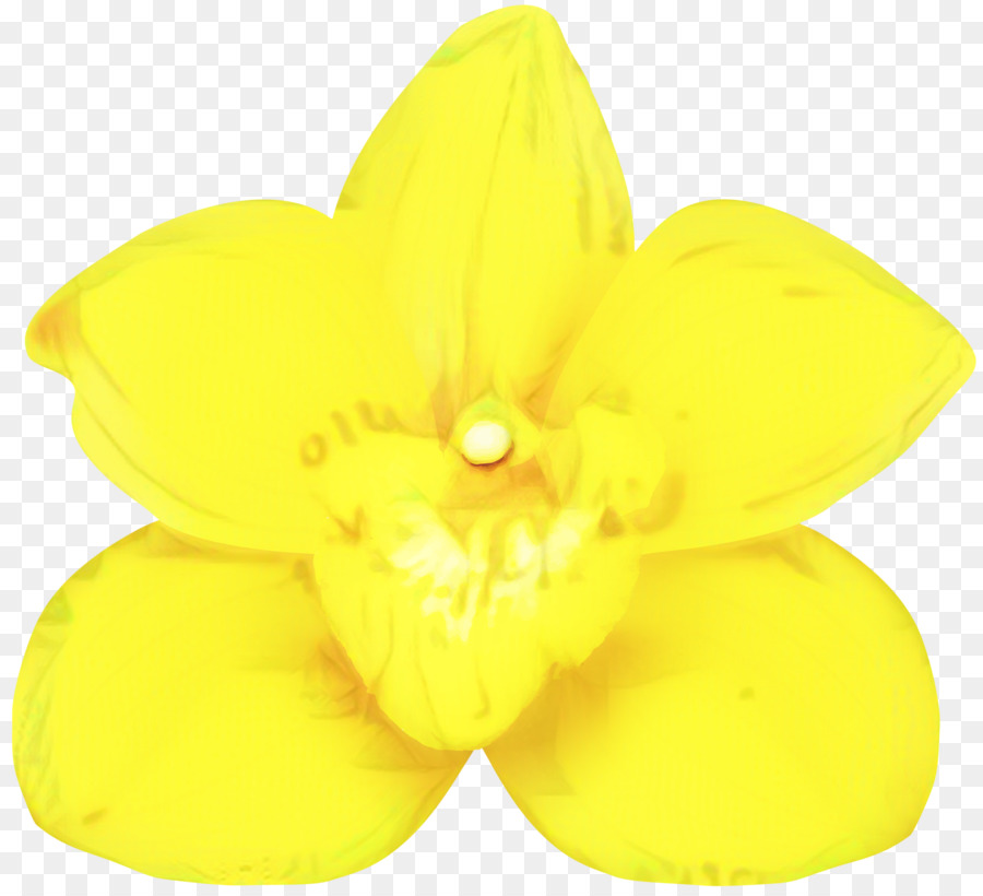 Narcissus，Kuning PNG