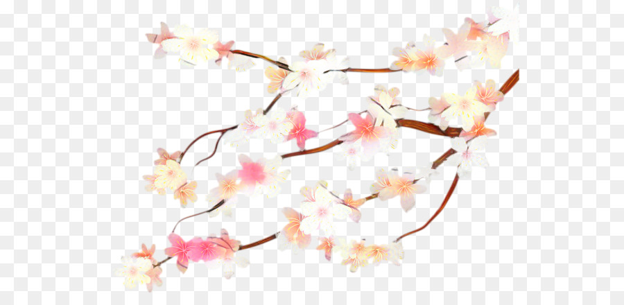 Bunga Sakura，Bunga PNG