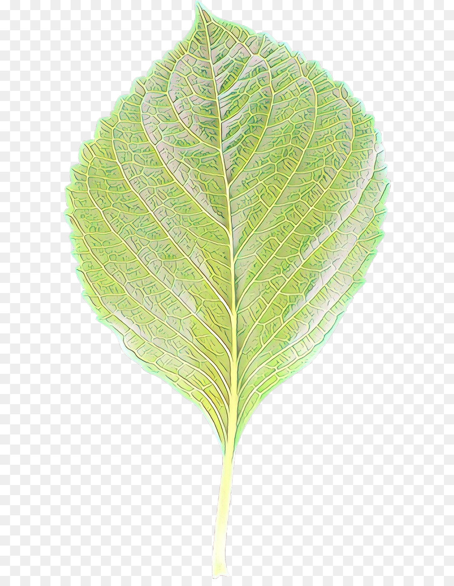 Daun，Hijau PNG