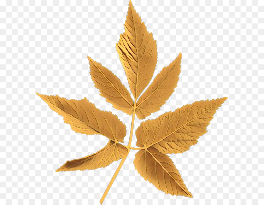 Daun Maple，Daun PNG