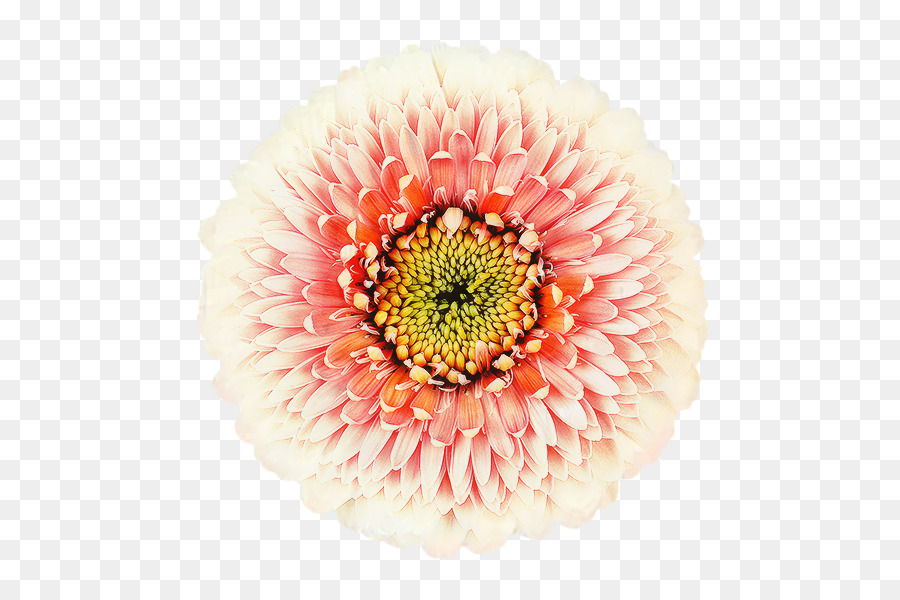 Transvaal Daisy，Krisan PNG