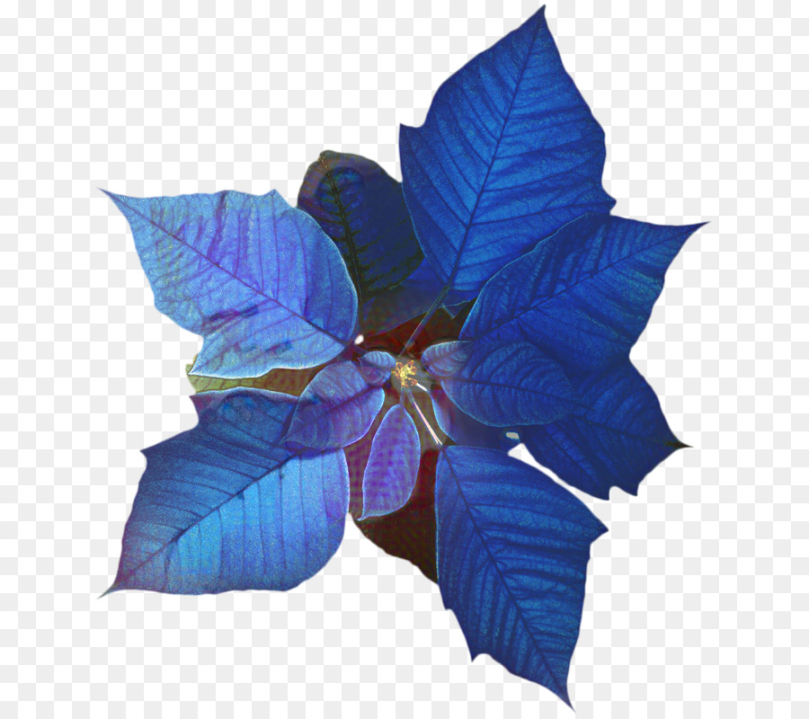 Poinsettia Biru，Bunga PNG