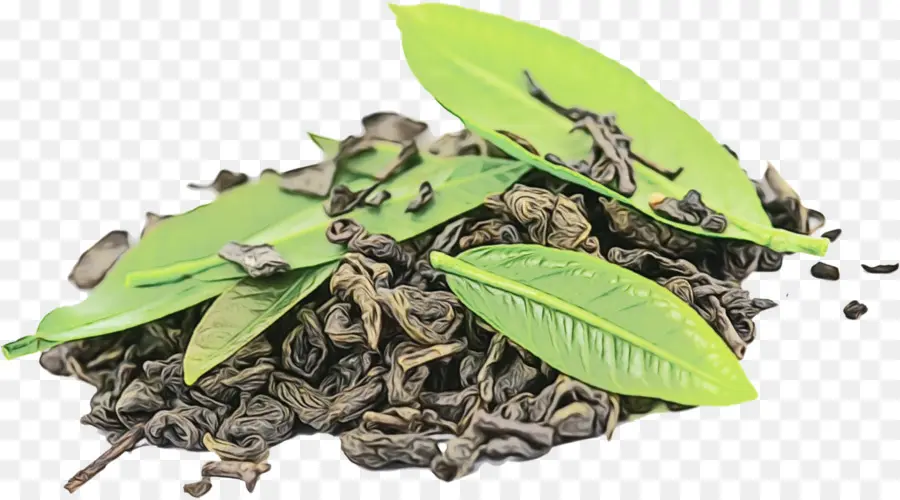 Daun Teh，Hijau PNG