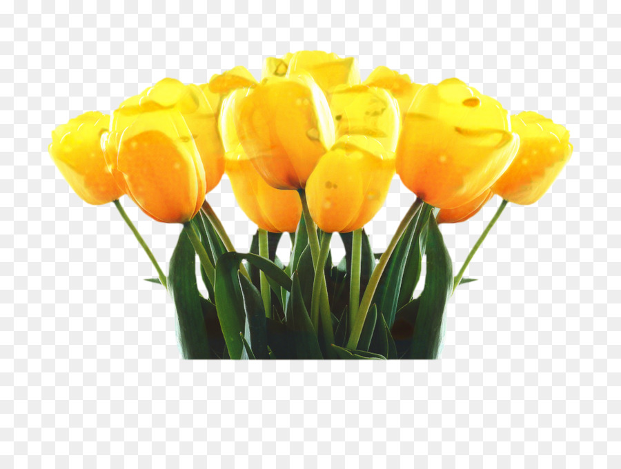 Tulip Kuning，Tulip PNG