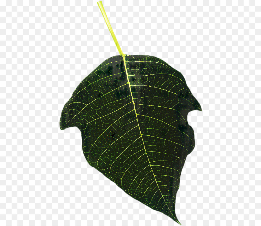 Daun，Pabrik PNG