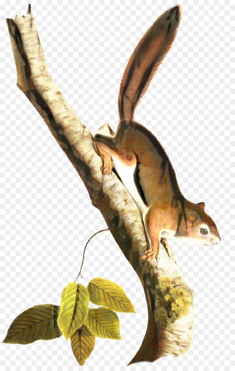 Tupai，Reptil PNG