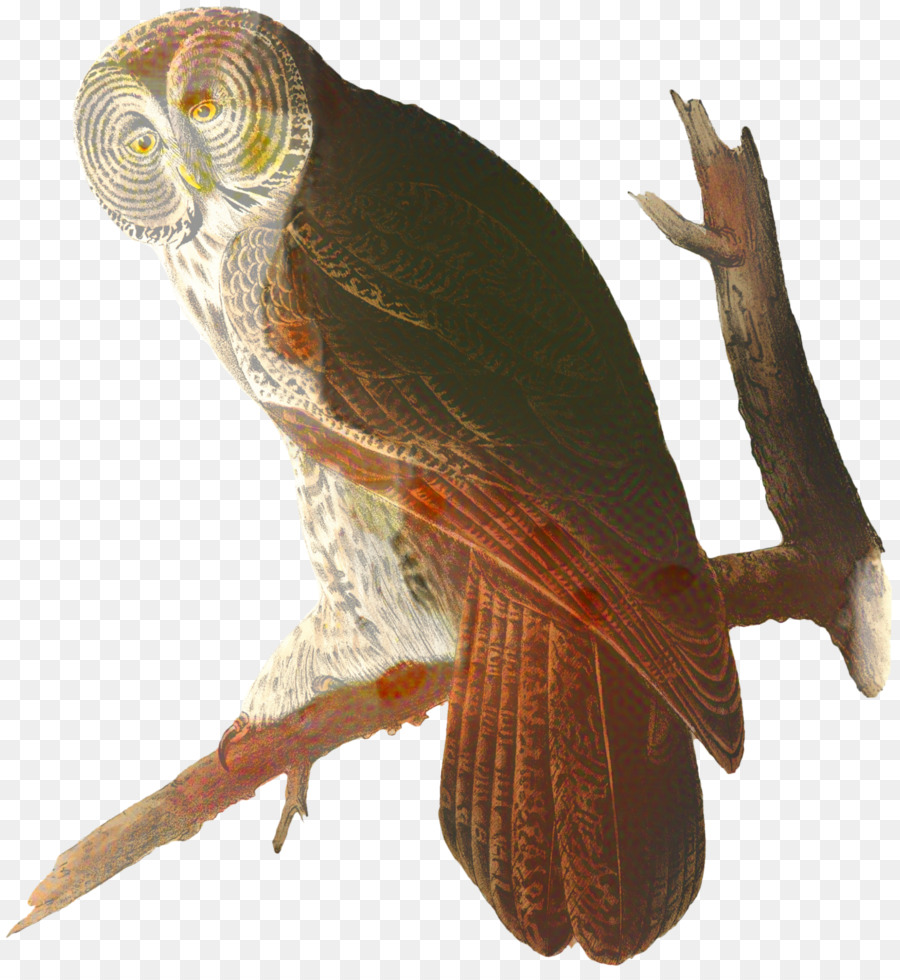 Burung Hantu，Burung Amerika PNG