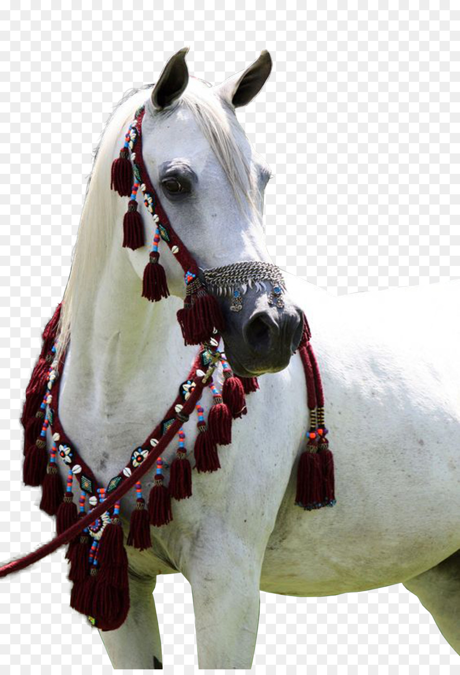 Kuda Arab，Kuda Jantan PNG
