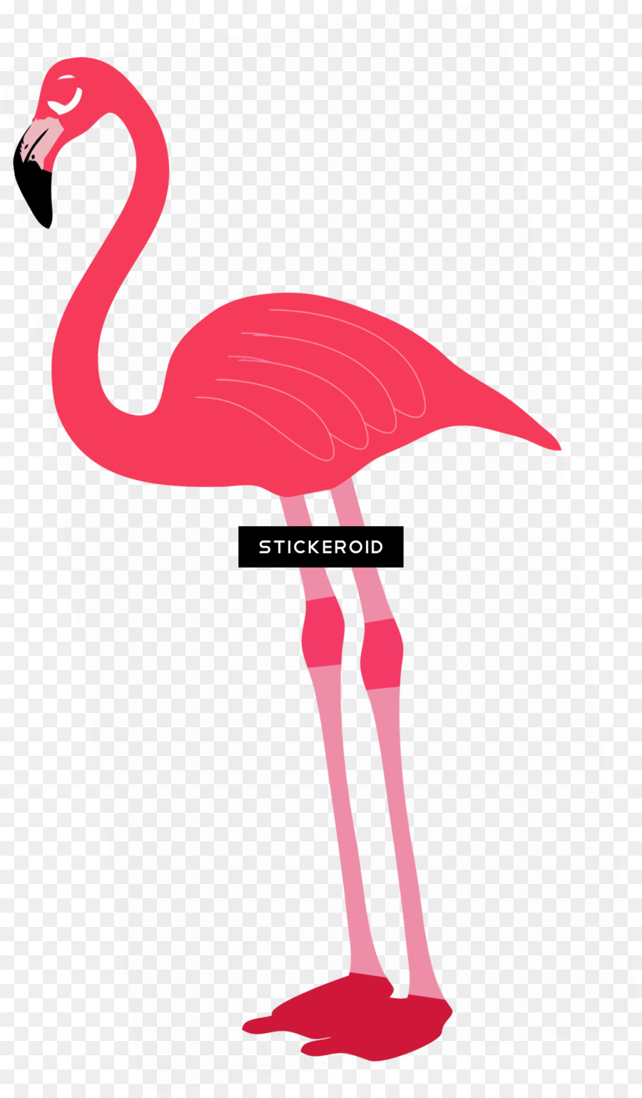 Flamingo，Greater Flamingo PNG