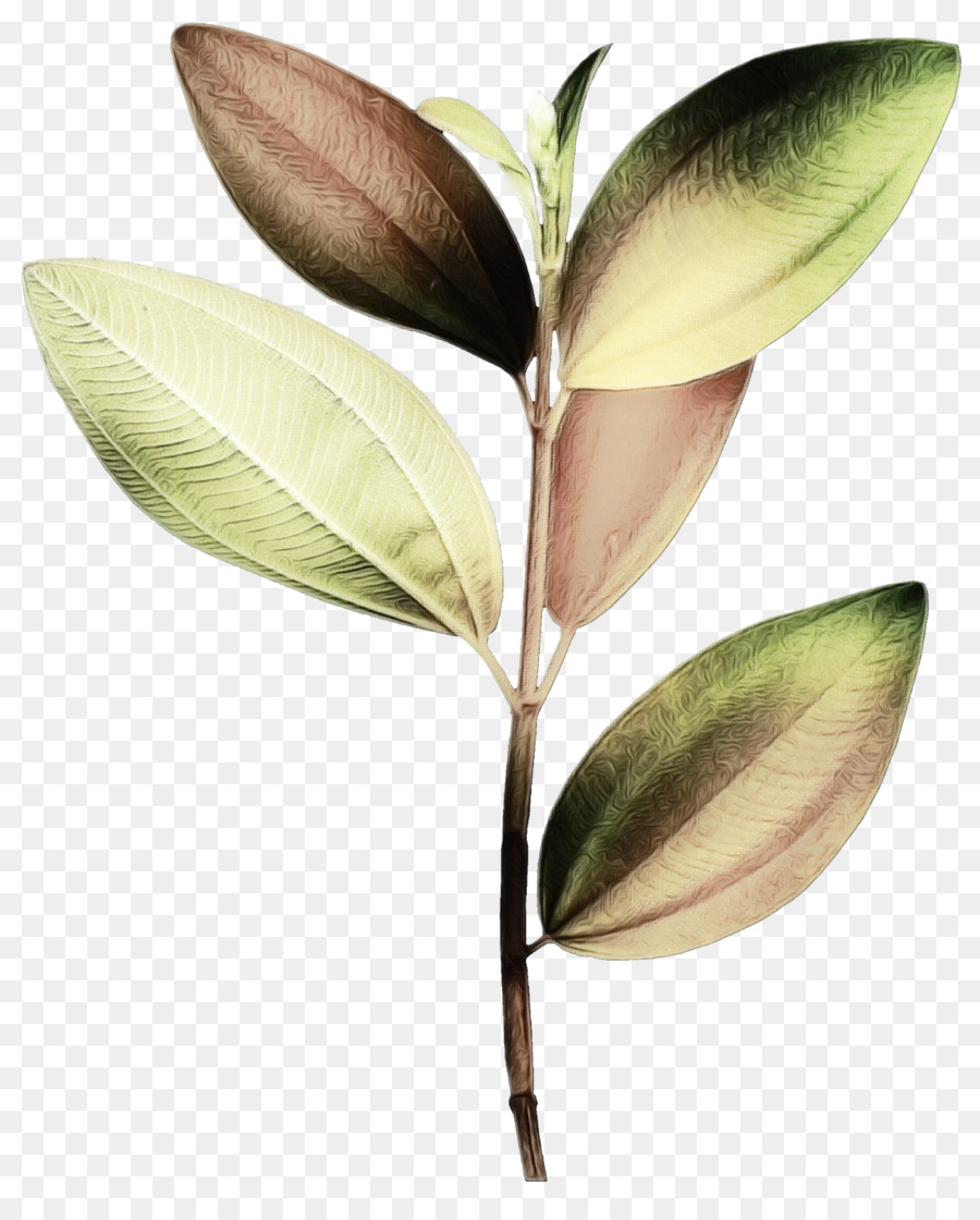 Daun，Hijau PNG