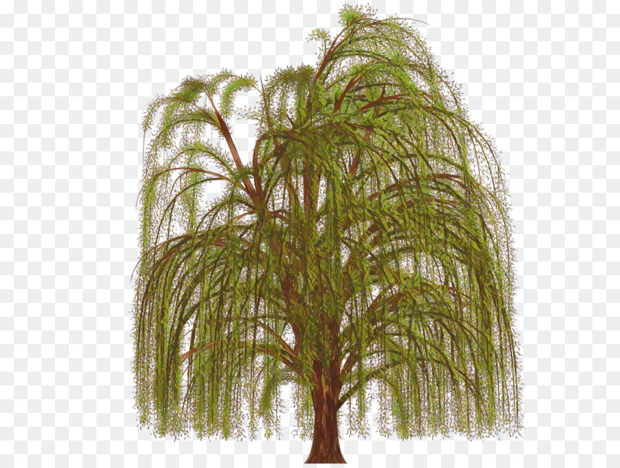 Pohon Willow，Pohon PNG