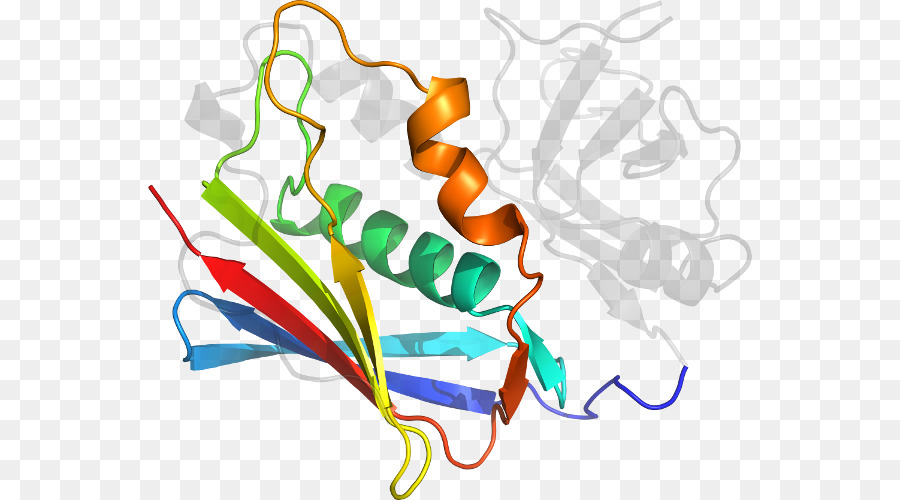 Struktur Protein，Molekul PNG