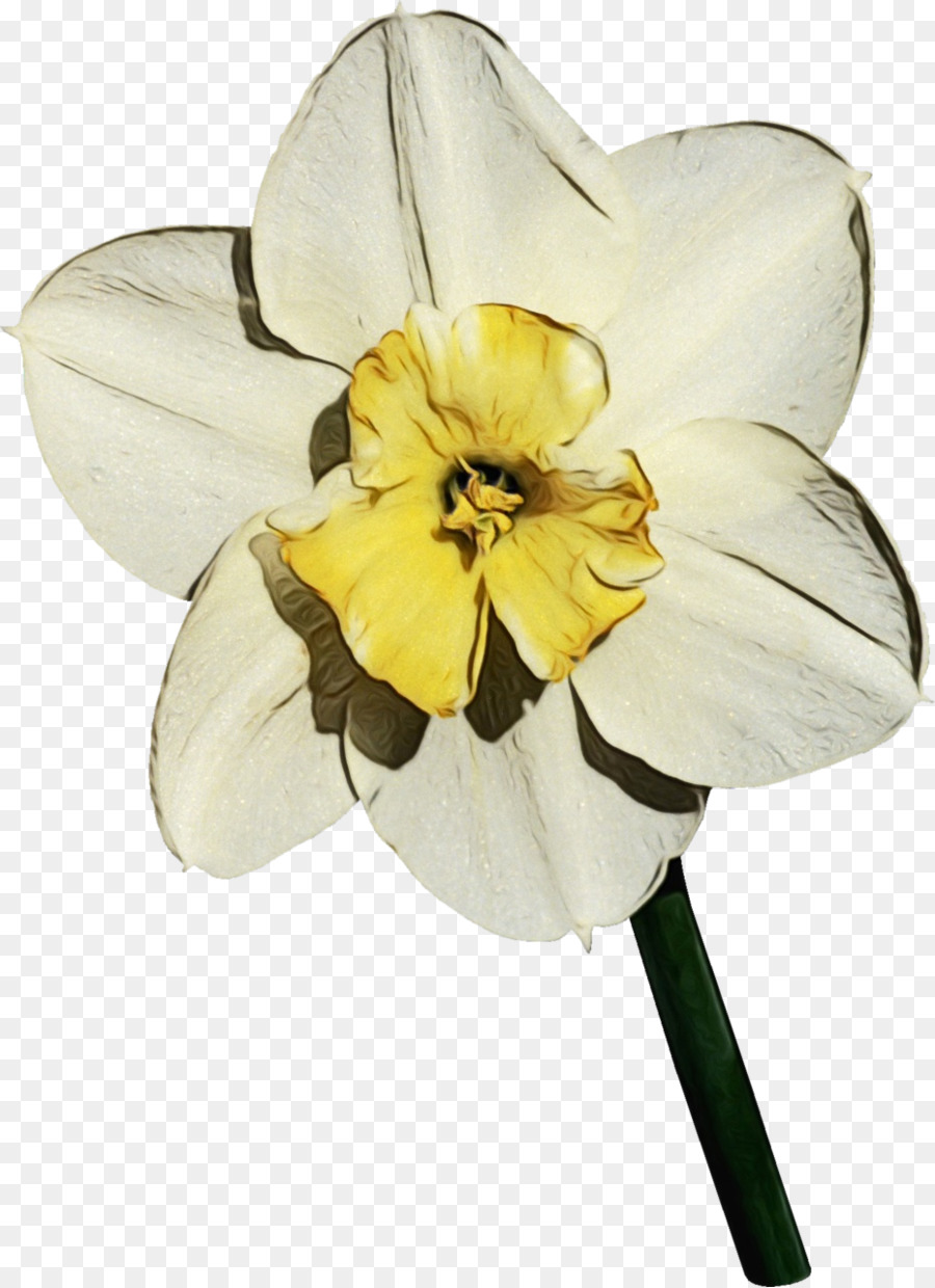 Lili，Narcissus PNG