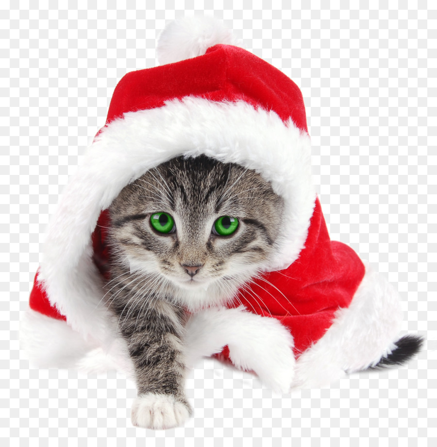 Santa Claus，Kucing PNG
