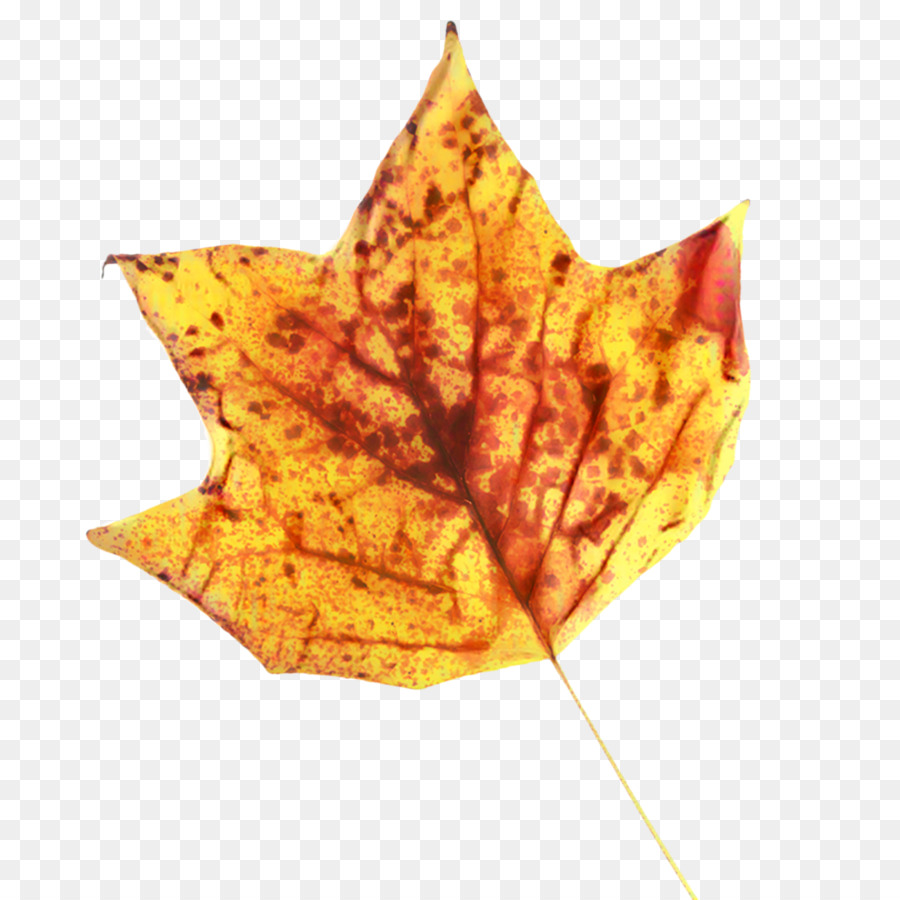 Daun，Daun Maple PNG