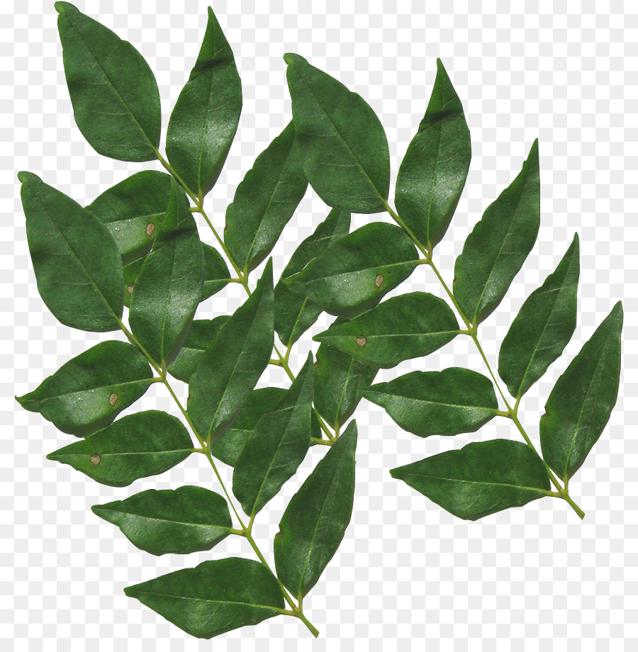 Daun Kari，Herba PNG