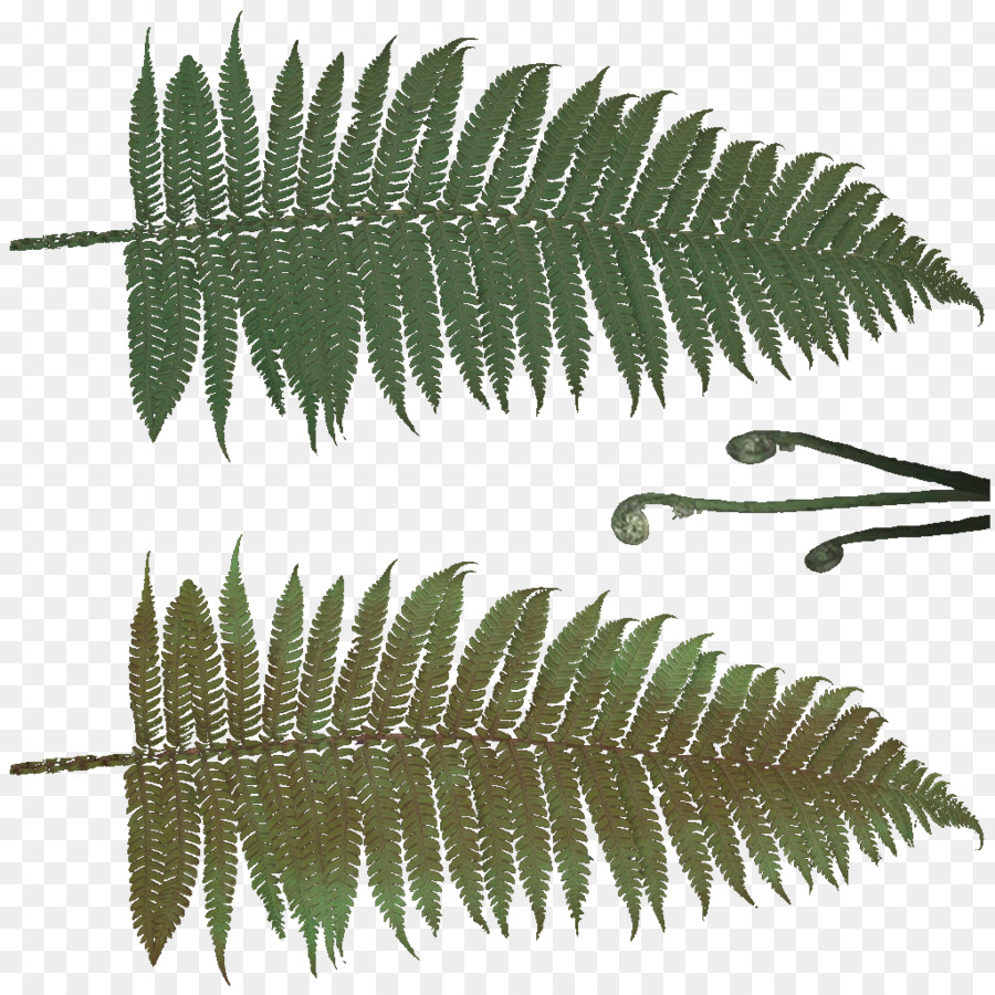 Daun Pakis，Hijau PNG