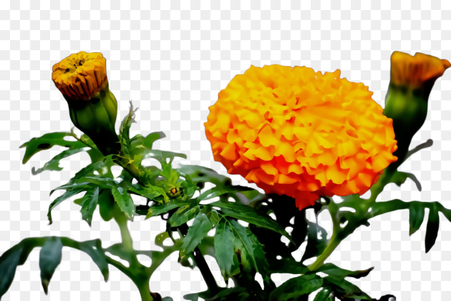 Krisan，Bunga Potong PNG
