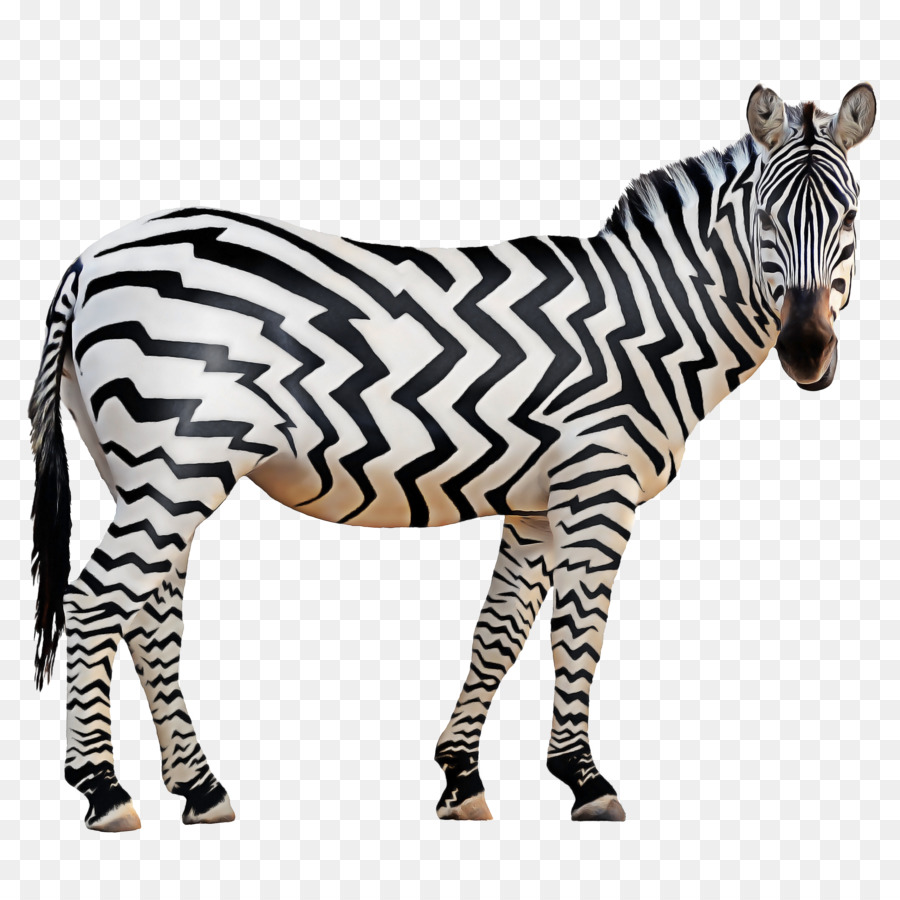 Zebra，Fotografi PNG