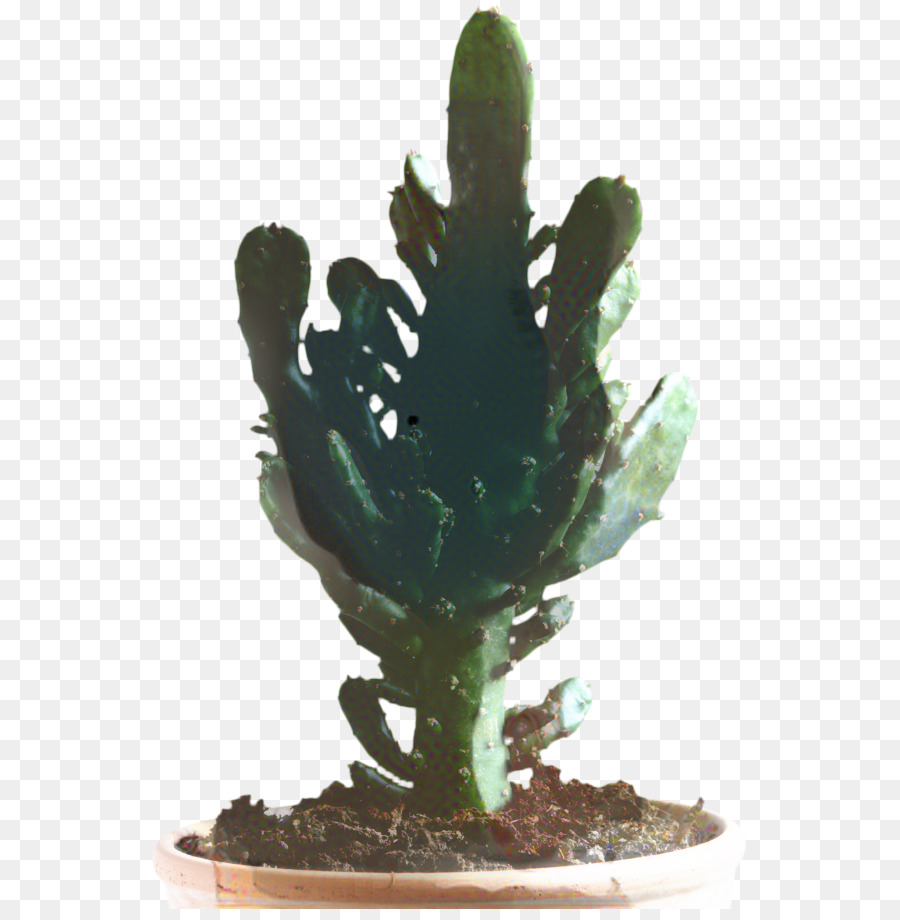Kaktus，Barbary Ara PNG