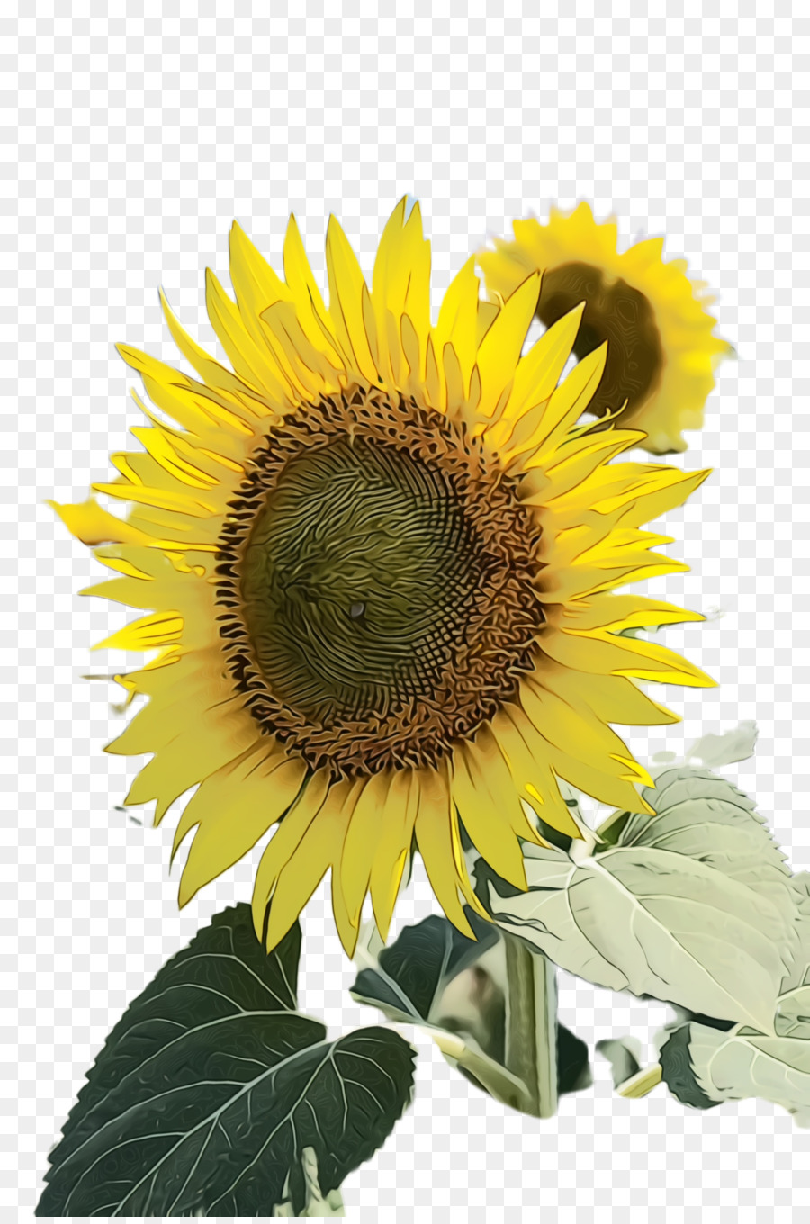Bunga Matahari，Bunga PNG