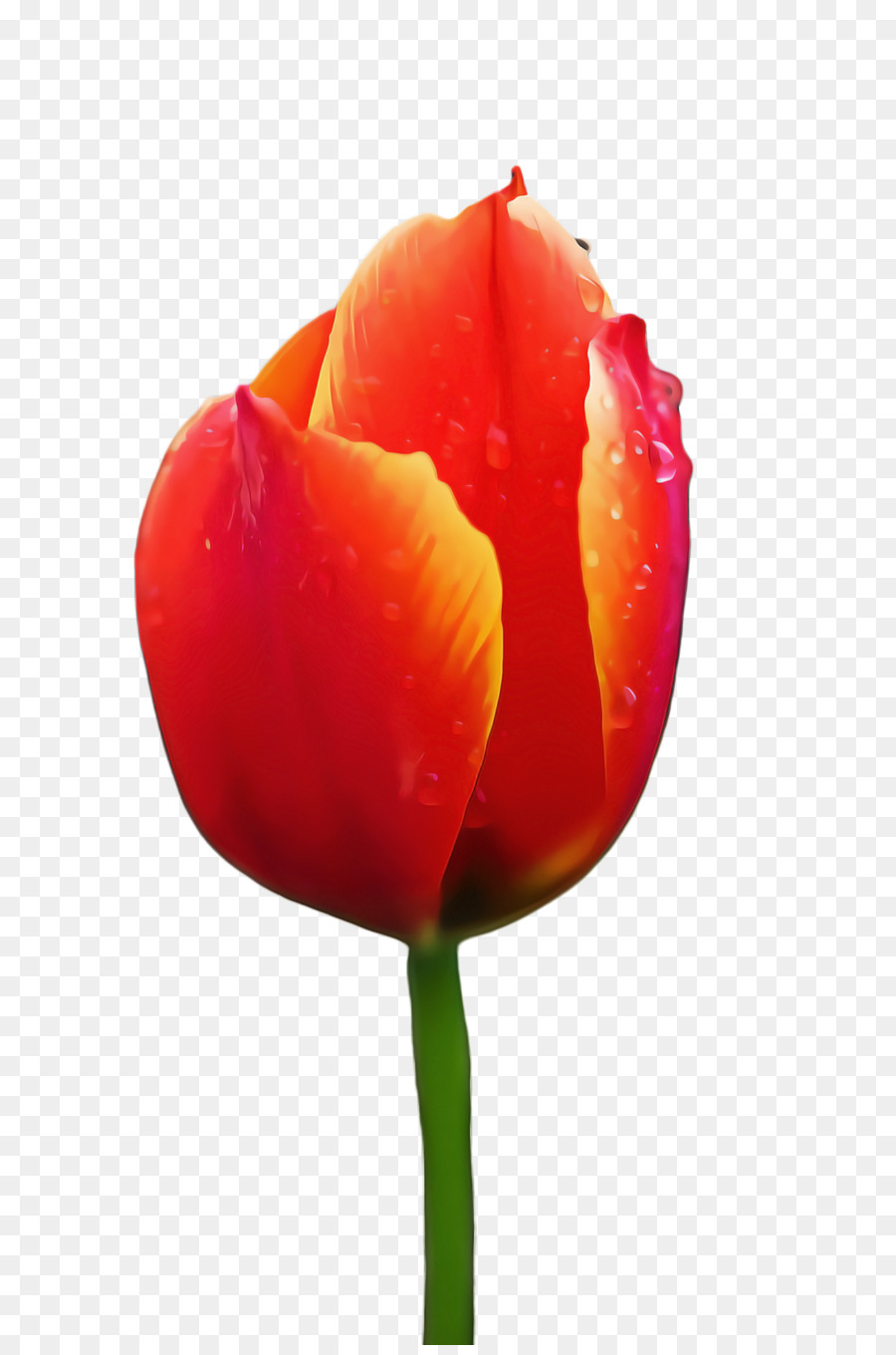 Tulip，Pabrik Batang PNG