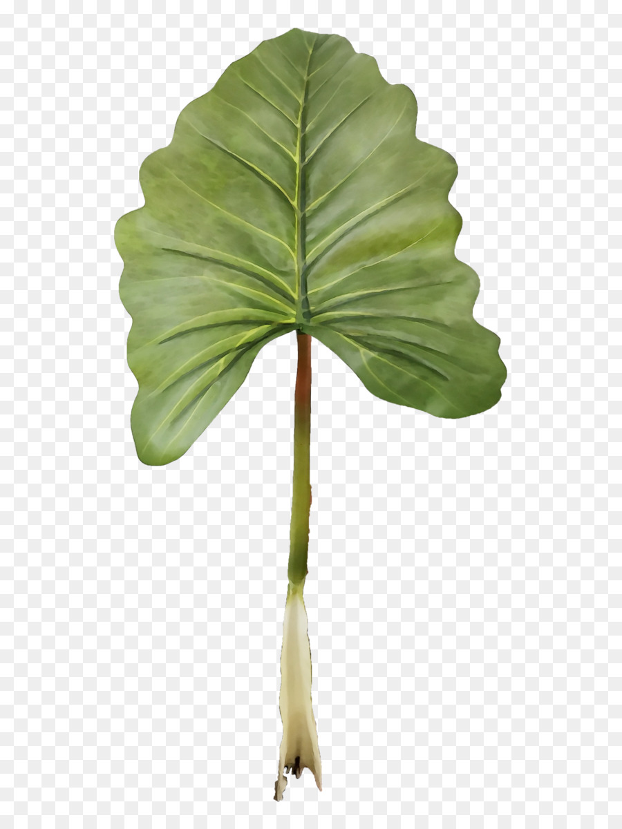 Daun Hijau，Dedaunan PNG