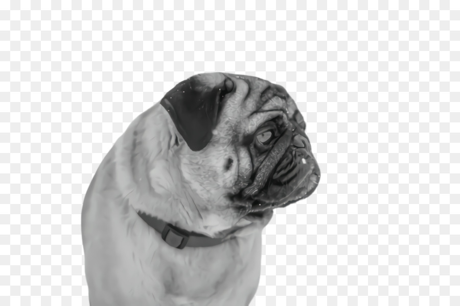 Pug，Anjing PNG