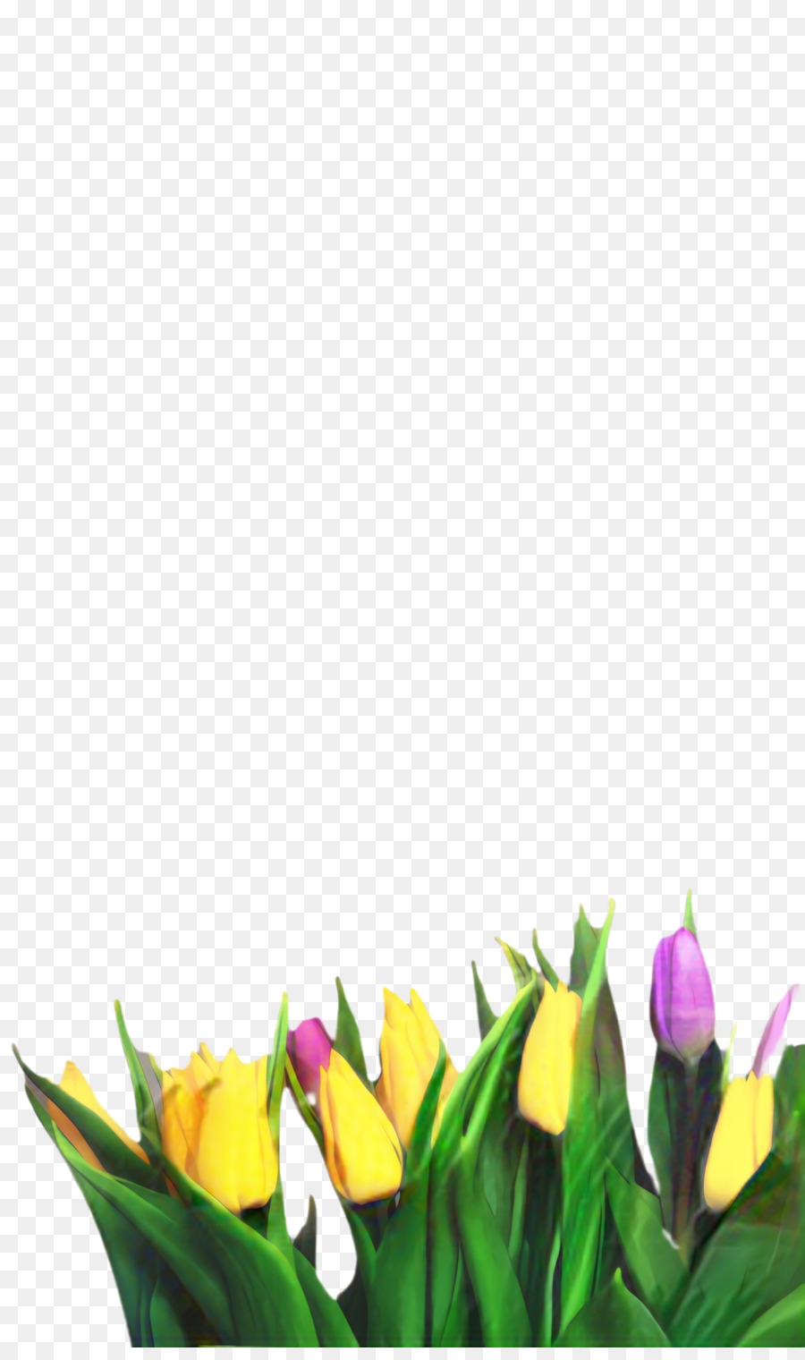 Tulip，Bunga Potong PNG