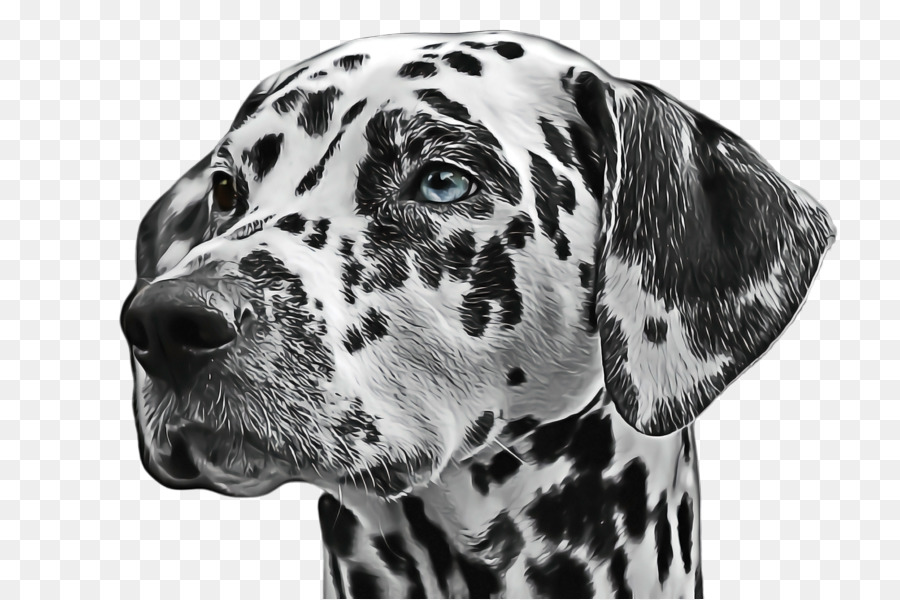 Anjing Dalmatian，Tutul PNG