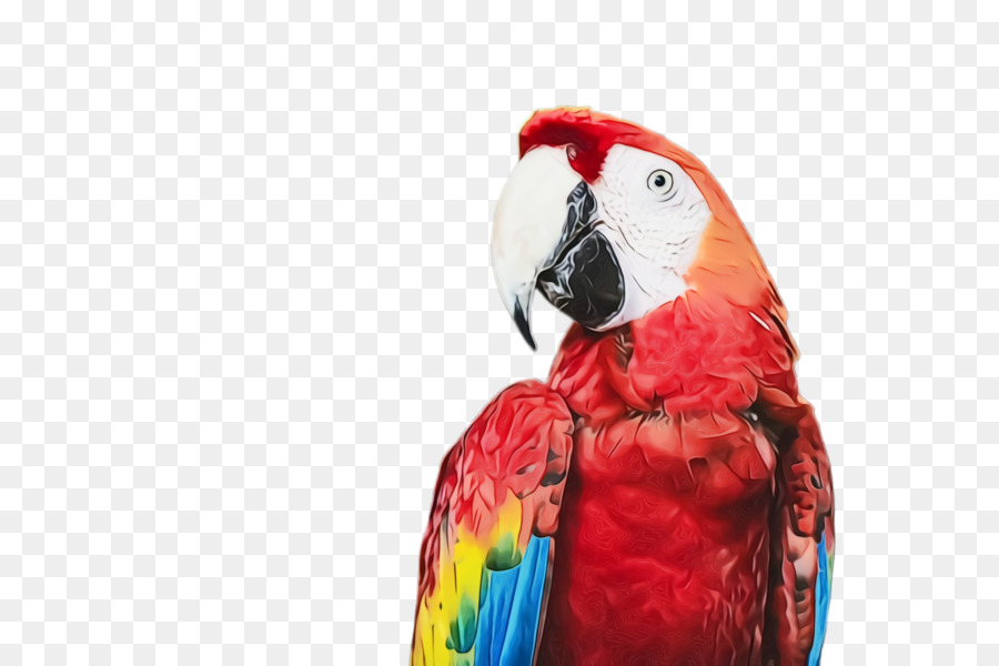 Burung，Macaw PNG