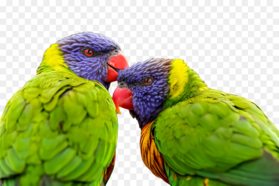 Parkit，Macaw PNG