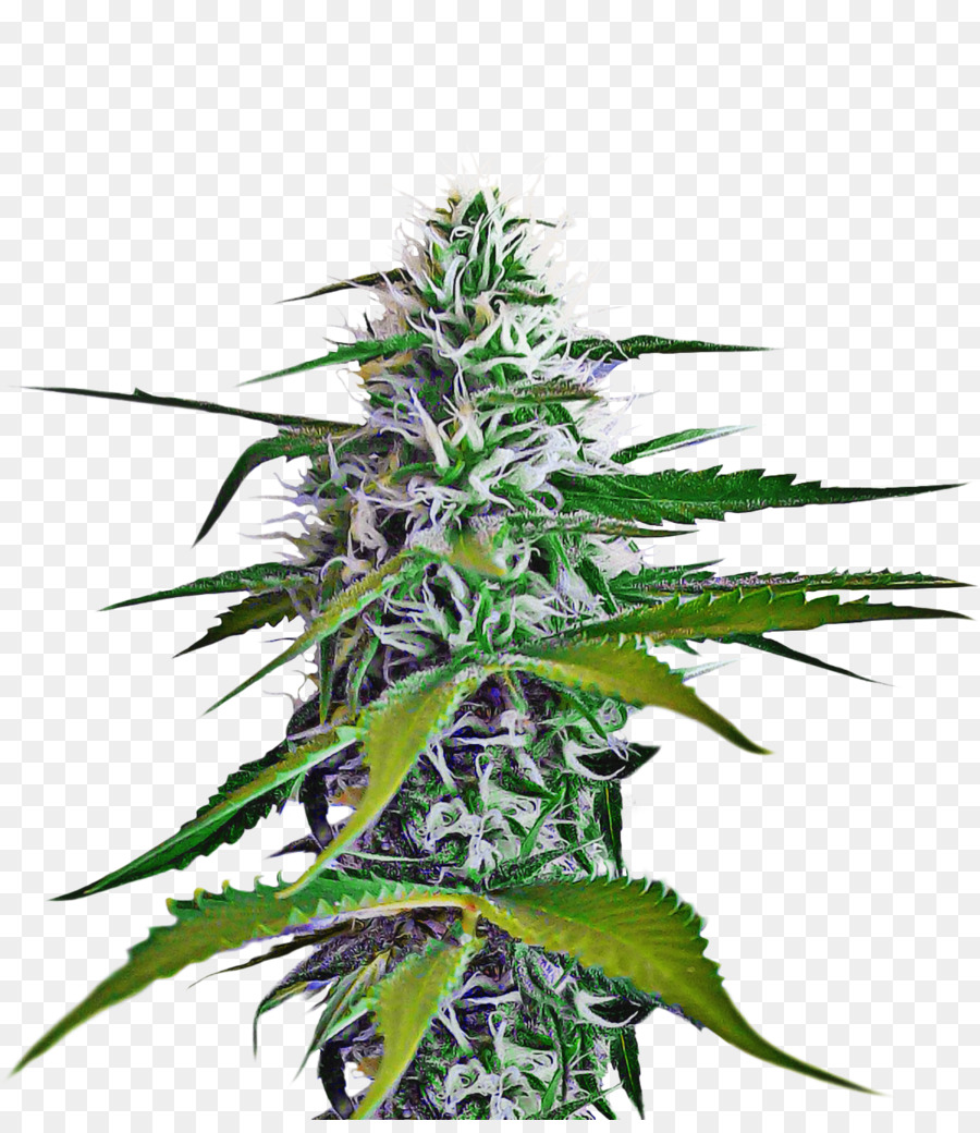 Bud Ganja，Bunga PNG