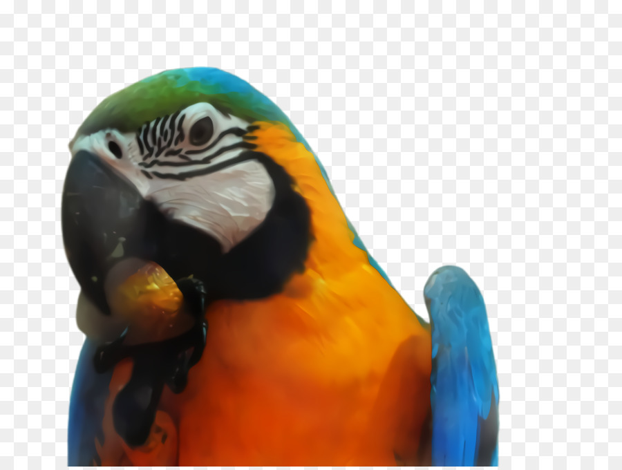 Macaw，Parkit PNG