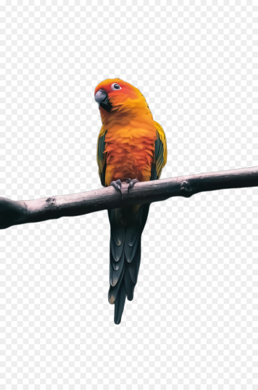 Lovebird，Macaw PNG