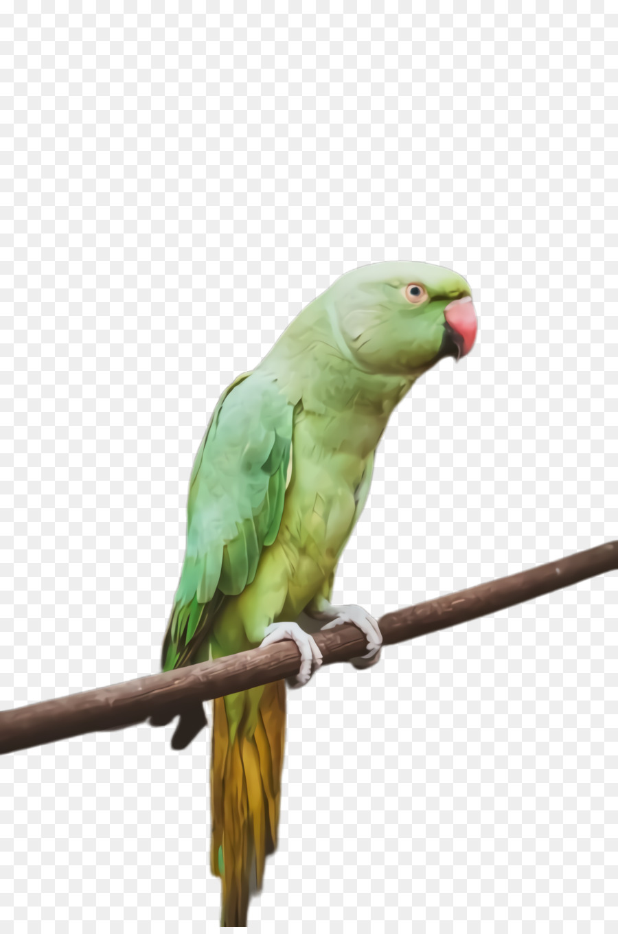 Lovebird，Macaw PNG